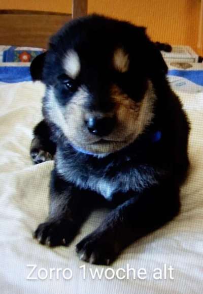Vom Welpen zum Hund-Beitrag-Bild