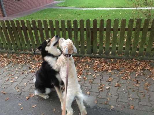 12. Farben Foto Challenge --- Braun-Beitrag-Bild