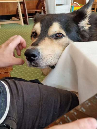 Hunde Porträt (Portrait) Galerie....-Beitrag-Bild