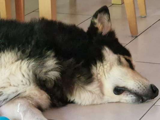 Hunde Porträt (Portrait) Galerie....-Beitrag-Bild