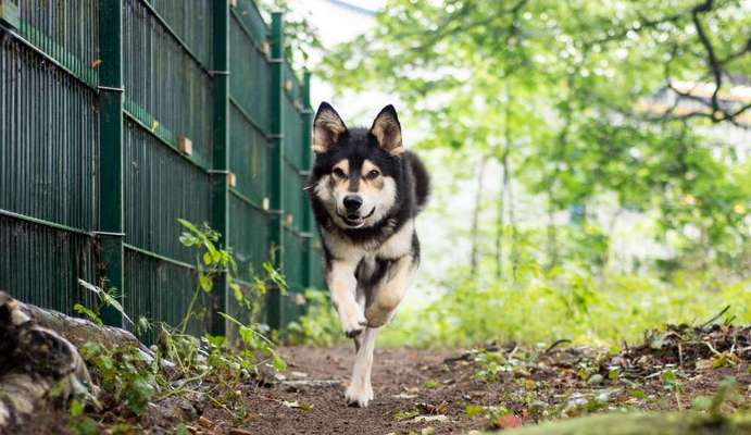 39. Collagen Challenge - Dein Hund auf einer Wiese-Beitrag-Bild