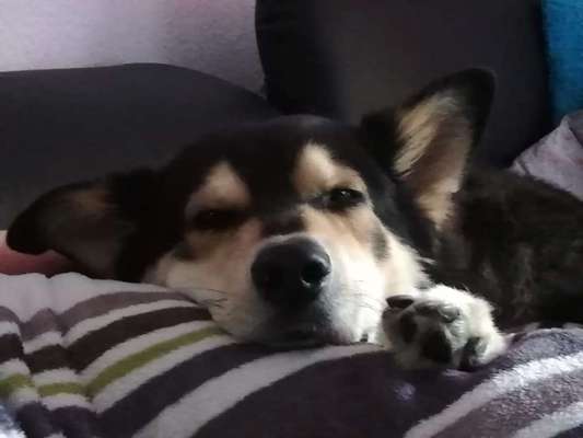 Vom Welpen zum Hund-Beitrag-Bild