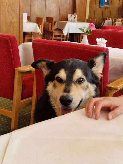 Hunde Porträt (Portrait) Galerie....-Beitrag-Bild