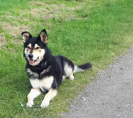 39. Collagen Challenge - Dein Hund auf einer Wiese-Beitrag-Bild