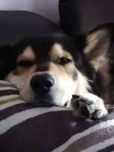 Hunde Porträt (Portrait) Galerie....-Beitrag-Bild