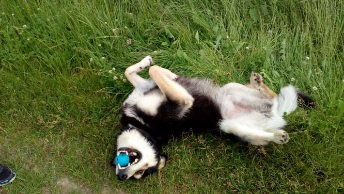 39. Collagen Challenge - Dein Hund auf einer Wiese-Beitrag-Bild