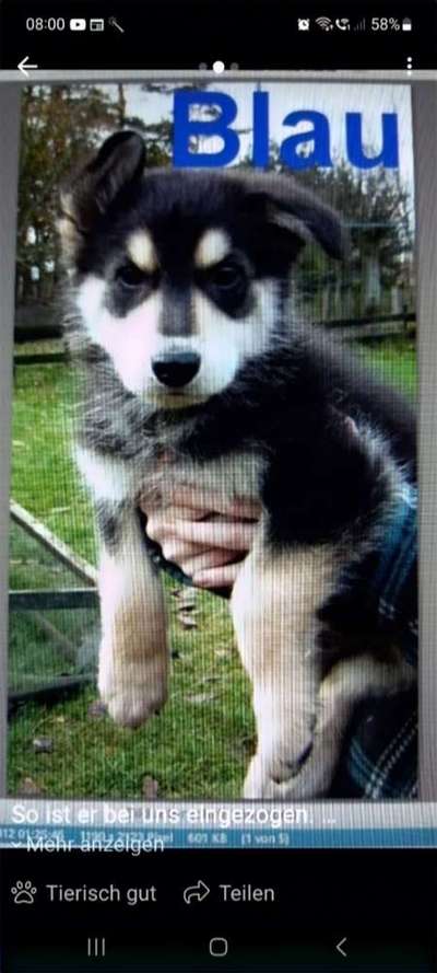 Vom Welpen zum Hund-Beitrag-Bild