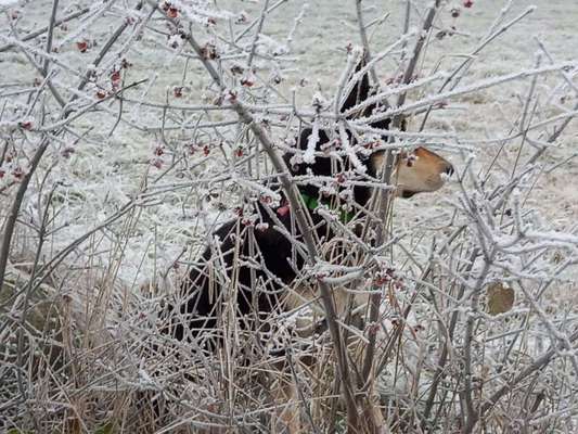 14. Farbenfoto-Challenge "Weiss"-Beitrag-Bild