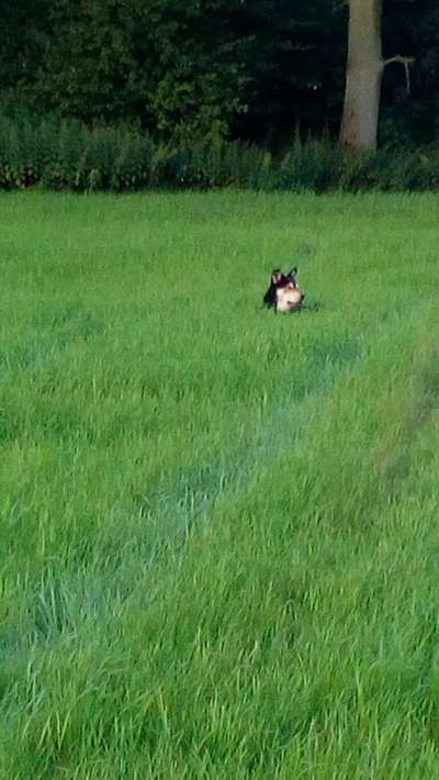 39. Collagen Challenge - Dein Hund auf einer Wiese-Beitrag-Bild