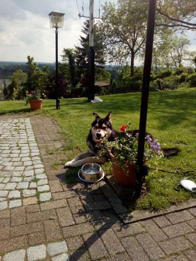 39. Collagen Challenge - Dein Hund auf einer Wiese-Beitrag-Bild