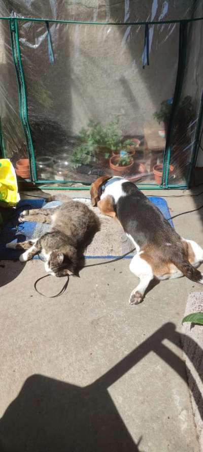 Hund und Katz Momente-Beitrag-Bild