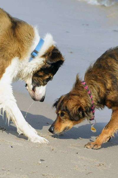 Foto's und Hundemodels-Beitrag-Bild