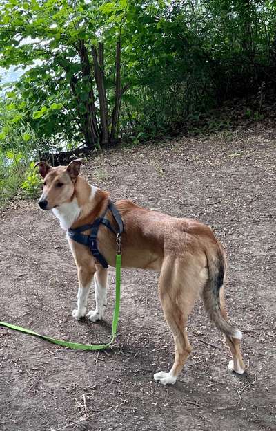 Kurzhaarcollies (und Mixe)-Beitrag-Bild