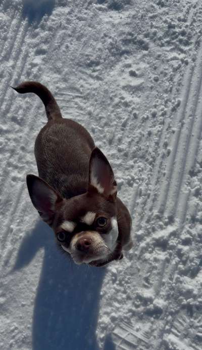 Hundetreffen-Chihuahua sucht Gassi - und Spielgefährte-Bild