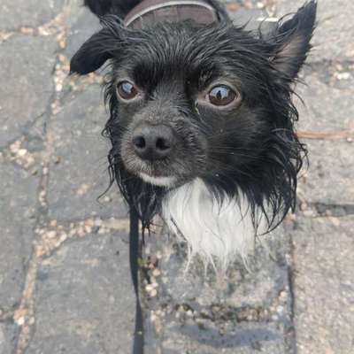 Hundetreffen-Social Walks in Plagwitz und Umgebung-Bild