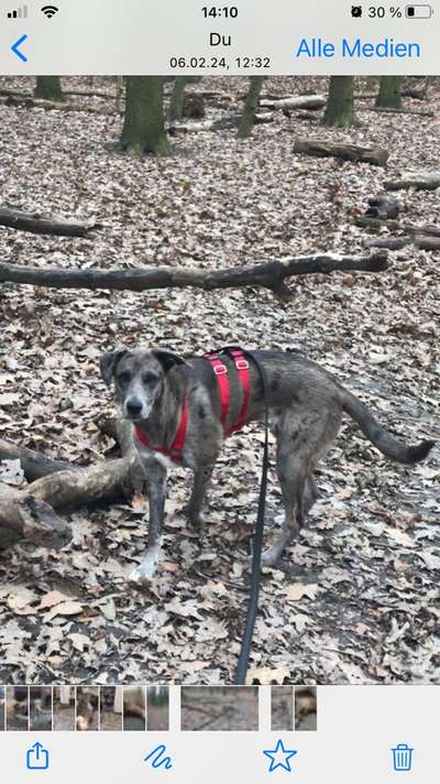 KRITIKOS LAGONIKOS-Beitrag-Bild