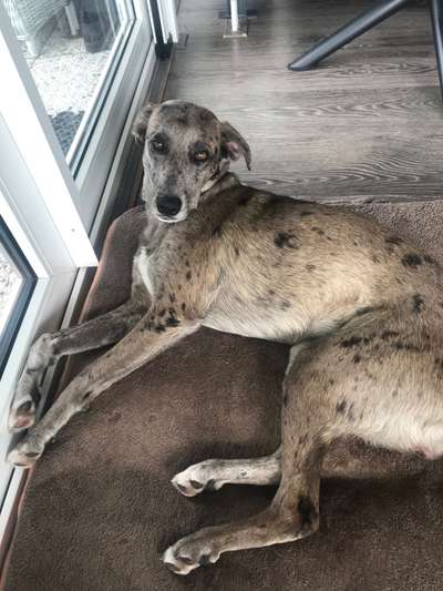 KRITIKOS LAGONIKOS-Beitrag-Bild