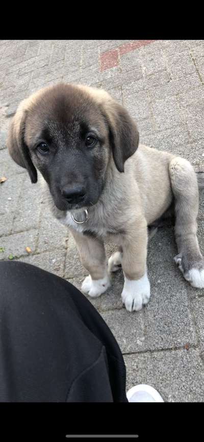 Welpen Bilder !-Beitrag-Bild