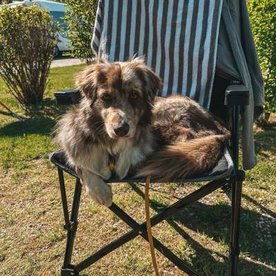 Hundetreffen-Spielkumpel und Trainingspartner gesucht 🐶-Bild