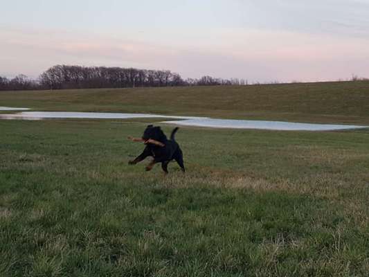 Dogorama-Monats-Challenge-Mai "Wasser"-Beitrag-Bild