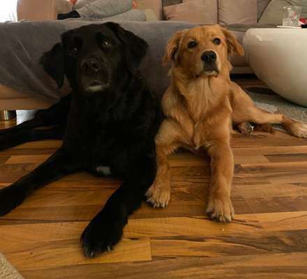 Bester Freund, Hundekumpel - zeigt her!-Beitrag-Bild