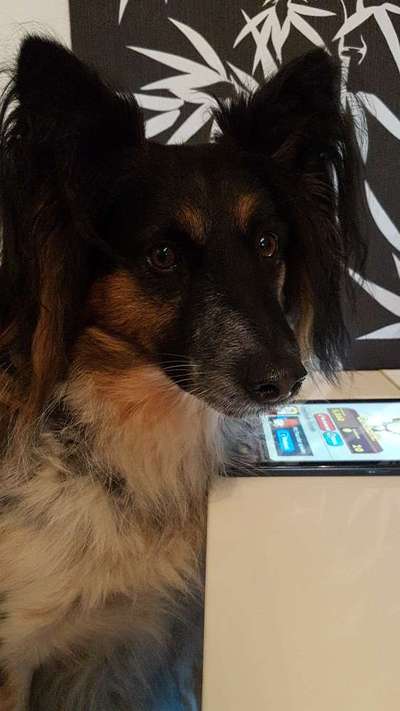 Hunde Kontakt-Beitrag-Bild