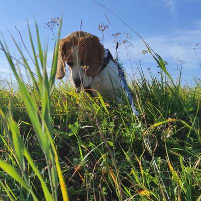 Hundetreffen-Spieltreff bzw Gassirunde-Bild