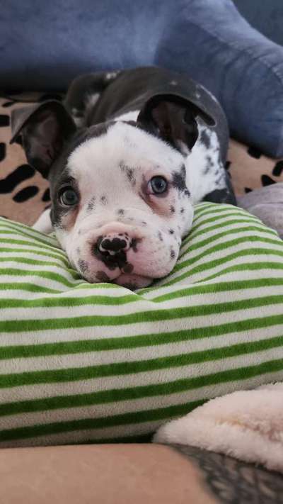 Dogorama Photo Challenge - Durchblick-Beitrag-Bild