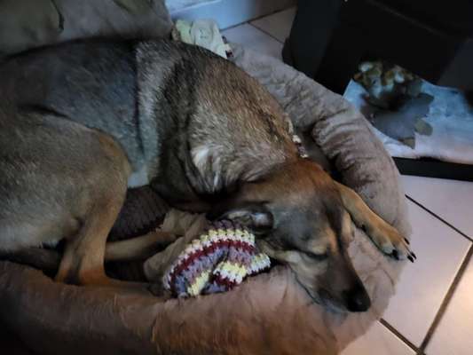 Daisy ist seit 7 jahren bei mir.
Warum verhält sie sich so?-Beitrag-Bild