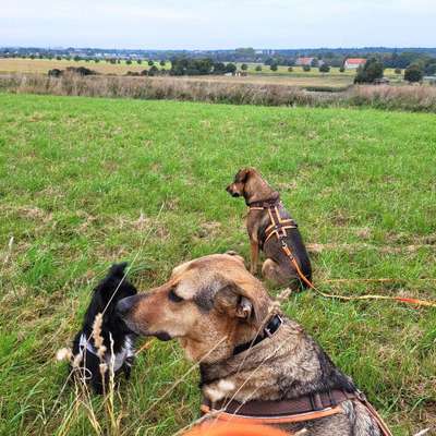 Hundetreffen-Gassi und Sozialisierungs Runde-Bild