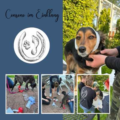 Giftköder-Erste Hilfe am Hund-Bild