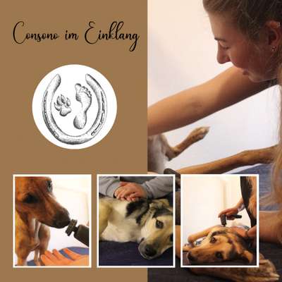Giftköder-First Touch Hunde-Bild