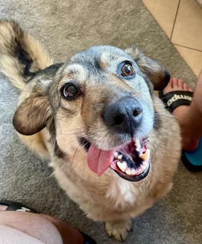 Fotochallenge Nr. 59 - Mein Hund zeigt die Zunge-Beitrag-Bild