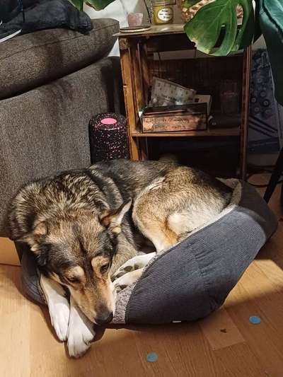 Hundetreffen-Suche gegenseitige Hundebetreuung-Bild
