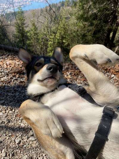 Hundetreffen-Spaziergang und gemeinsames Training-Bild