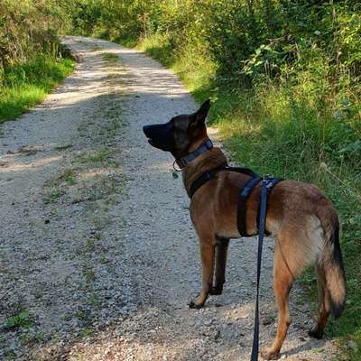 Hundetreffen-Für neue hundefreunde ,Gassi, spielen-Bild
