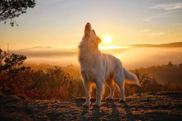 Schäferhund-Beitrag-Bild