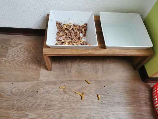 Lustige  und seltsame Angewohnheitn eurer Fellnasen :)-Beitrag-Bild