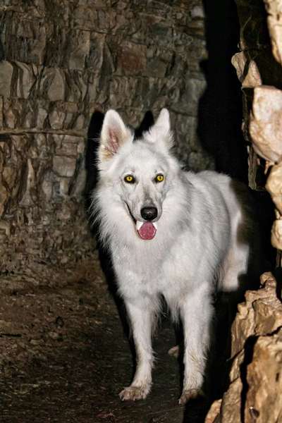 Fotochallange Nr.53 "HALLOWEEN"-Beitrag-Bild