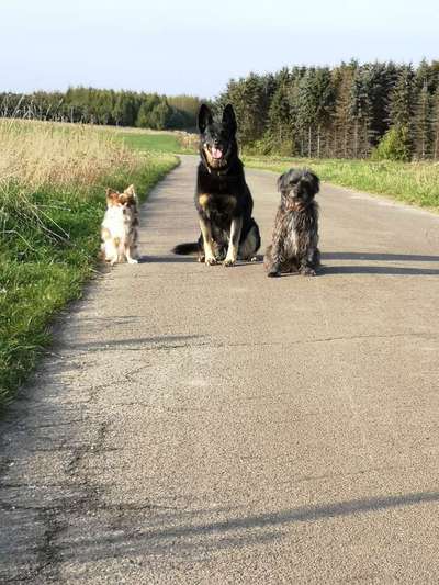 Mehrere Hunde zuhause !-Beitrag-Bild