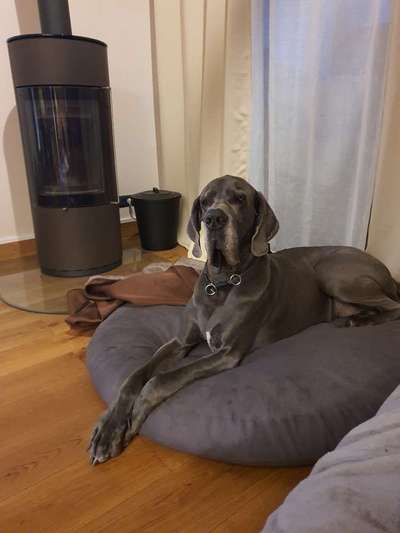 Deutsche Doggen Besitzer zeigt euch-Beitrag-Bild