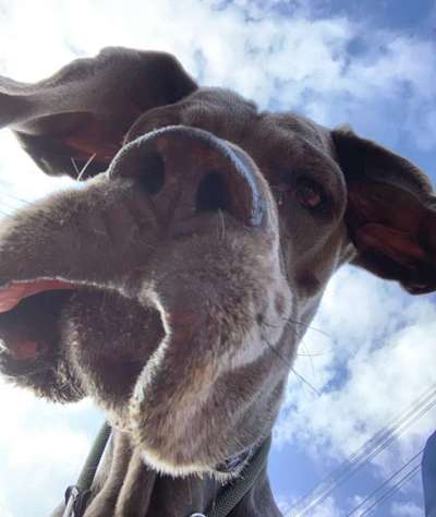 Die Dogorama Kalender Challenge Titelbild-Beitrag-Bild