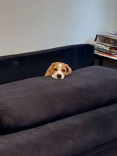 Fotos &Collagen: Beobachtungsposten-Beitrag-Bild