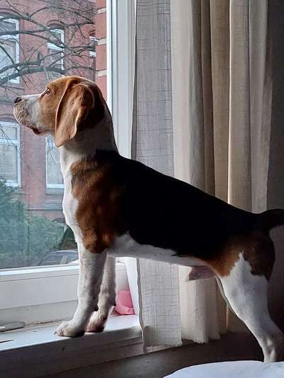 Fotos &Collagen: Beobachtungsposten-Beitrag-Bild