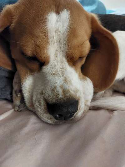 Hunde auf dem Weihnachtsmarkt-Beitrag-Bild