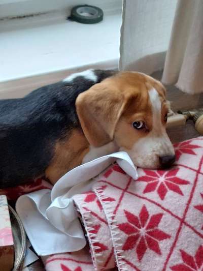 Fotos &Collagen: Beobachtungsposten-Beitrag-Bild