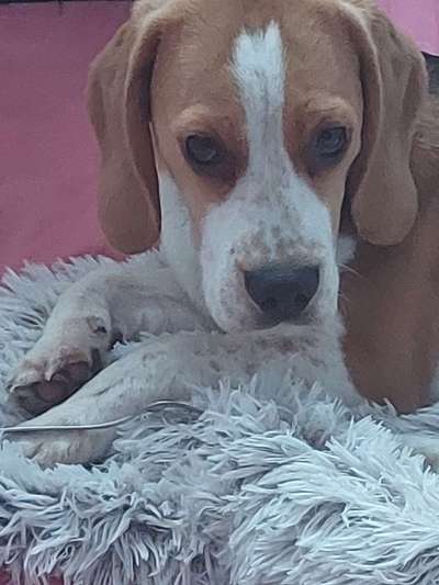 Beagle Fellpflege-Beitrag-Bild