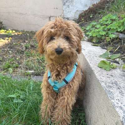 Hundetreffen-Zwergpudel Welpe sucht Freund-Bild