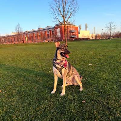 Hundetreffen-Zusammen Gassi gehen-Bild