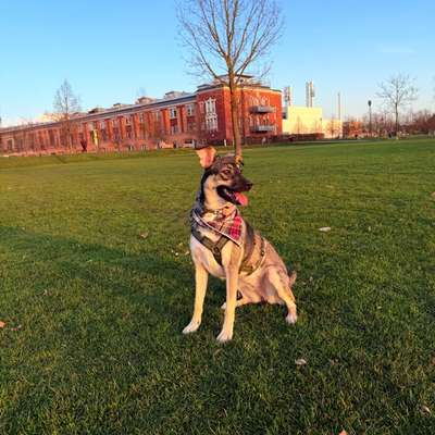 Hundetreffen-Suche für meine Hündin souveräne sozialkontakte-Bild